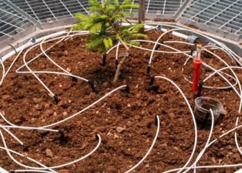 Goldin+Senneby diseña una cámara para el «abeto más antiguo del mundo»