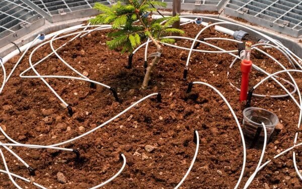 Goldin+Senneby diseña una cámara para el «abeto más antiguo del mundo»