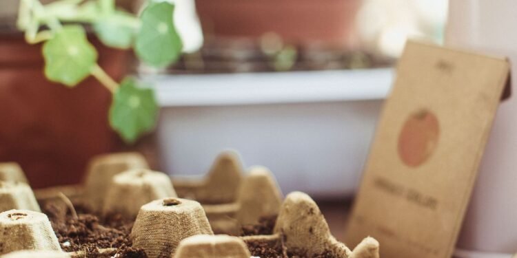 5 formas creativas de reutilizar cajas de huevos en el hogar