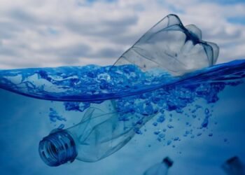 Se descubre que una esponja de huesos de calamar absorbe el 99,8 por ciento de los microplásticos